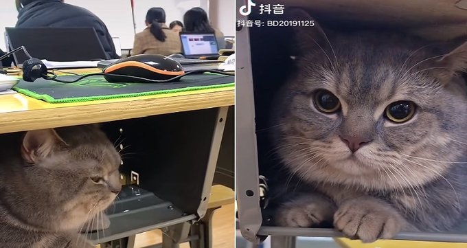 Китайски котарак стана ученик