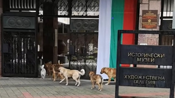 Глутница кучета отидоха на музей