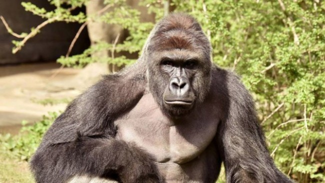 Горила оздравя от COVID-19 след терапия с антитела като на Тръмп