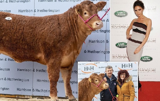 Крава, кръстена на Виктория Бекъм, смени собственика си за 299 000 евро