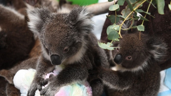 8-месечно бебе коала за пръв път пред публика (ВИДЕО)