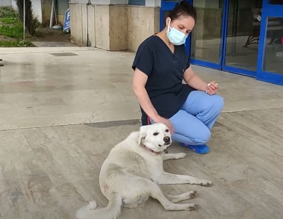 Куче чака стопанина си две седмици пред болницата докато го изпишат