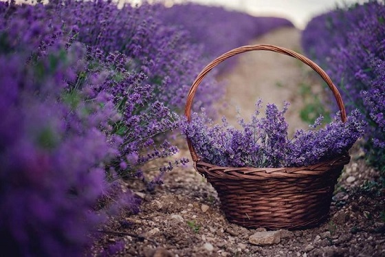 По френски: лавандула в двора