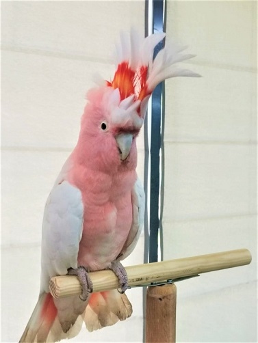 Папагали математици в експоцентър „Флора“