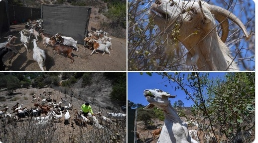 Кози помагат на огнеборците в САЩ