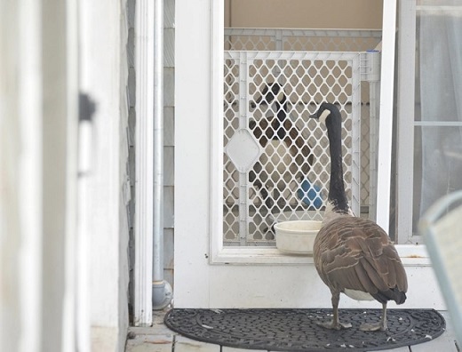 Притеснена гъска чака „съпруга си” пред операционната (ВИДЕО)