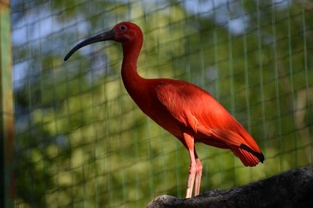 Червени ибиси в столичния зоопарк (ВИДЕО)
