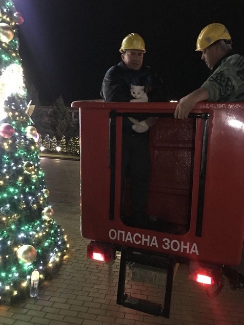 Спасиха коте от върха на коледната елха в Казанлък