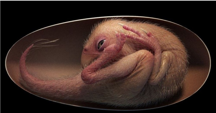 В Китай откриха яйце от динозавър (Видео)