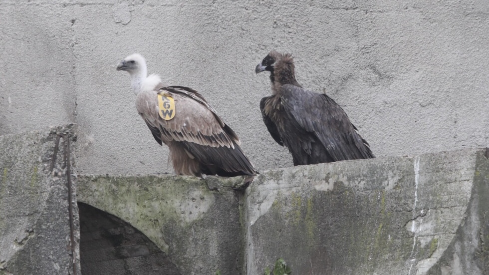 Зоологическата градина в София е новият дом на два черни лешояда