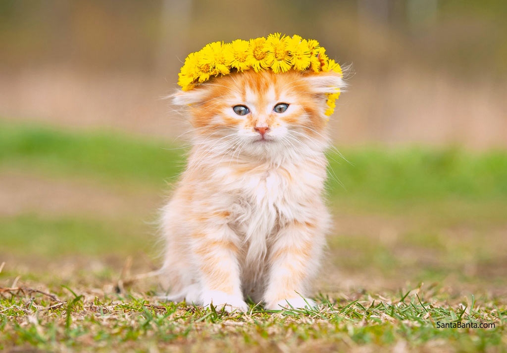 Най-скъпи породи котки