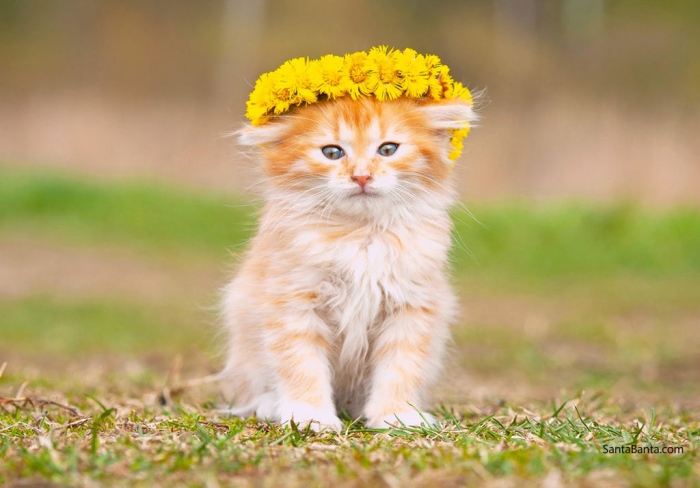 Най-скъпи породи котки