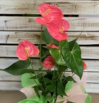 Претенциите на антуриума – цветът на мъжкото щастие