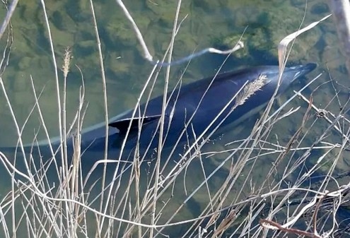 Спасиха млад делфин край Бургас (ВИДЕО)