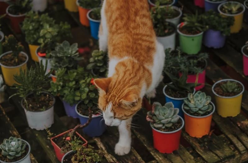 Отровни растения за котките