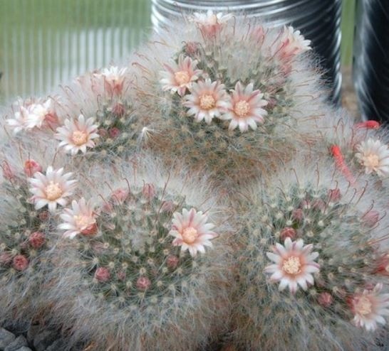 Как правилно да поливаме кактуса?