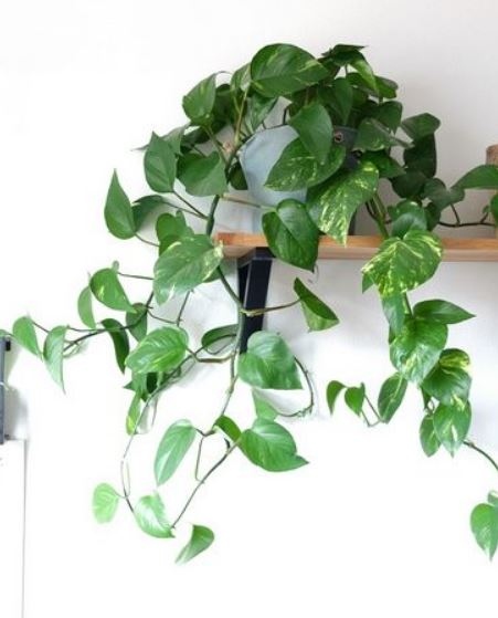 Как да отглеждаме сциндапсус