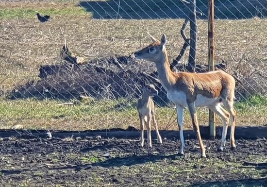 Сладко бебе антилопа от рядък вид се роди в Зоопарк Бургас