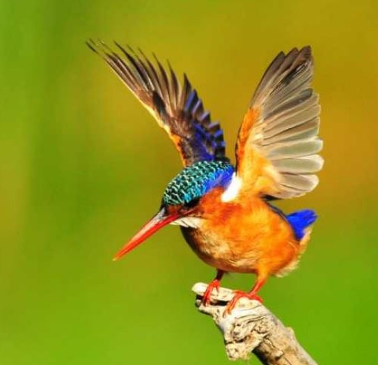 Днес е Международният ден на птиците