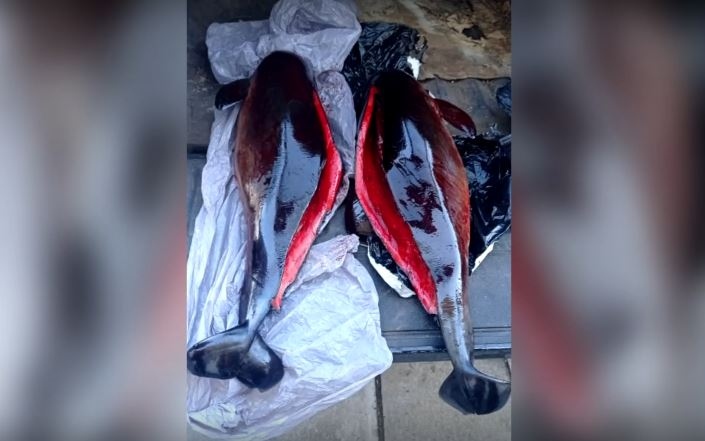 Откриха мъртви делфини до училище в Бургас