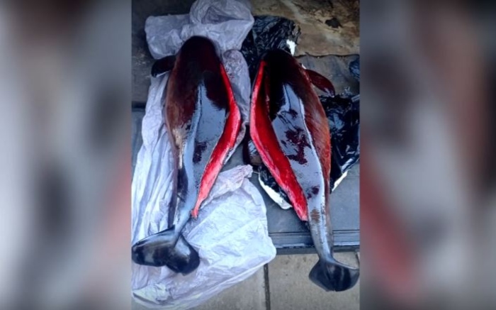 Откриха мъртви делфини до училище в Бургас