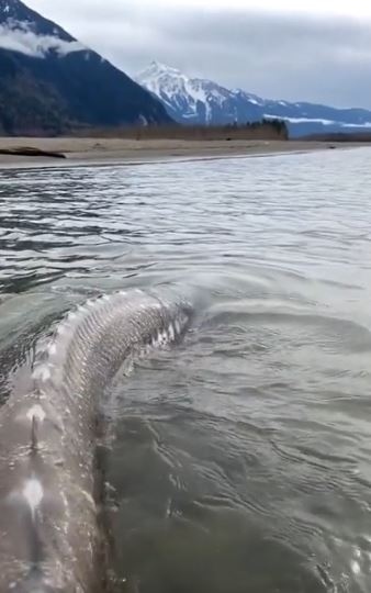 Гигантска риба от вида Sturgeon в езеро в Канада (ВИДЕО)