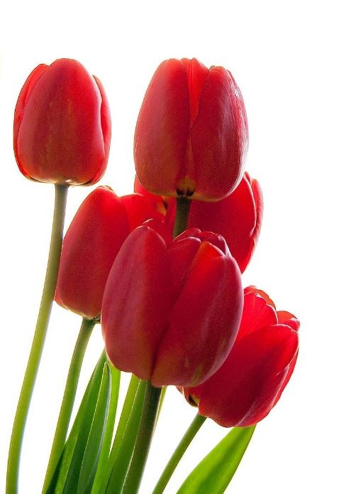 Днес е световният ден за борба с болестта на Паркинсон