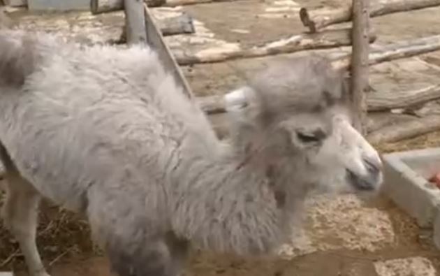 Бебе камилче е новият обитател на Варненския зоопарк