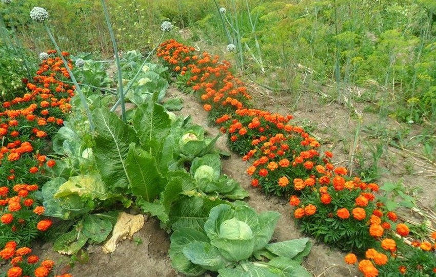 Цветята - защитниците на зеленчуците