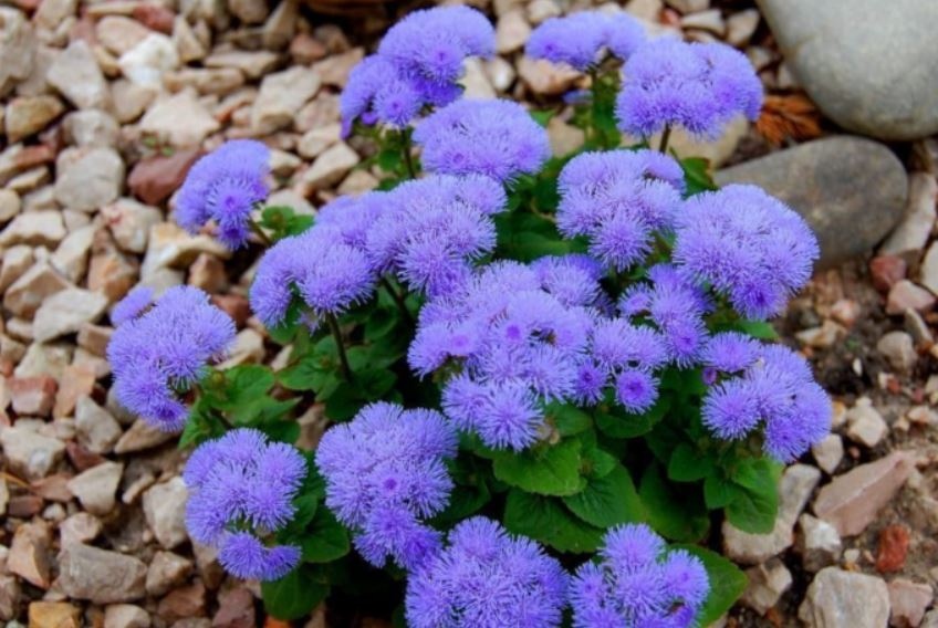 Растения, които гонят комарите надалеч