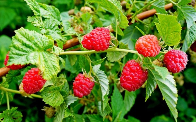 Вредители и болести по малините