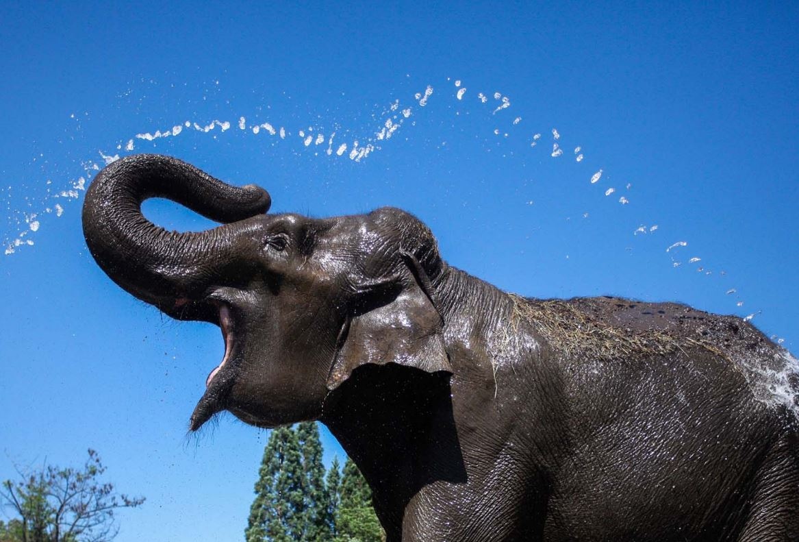 18-ти май е Ден на българските зоопаркове