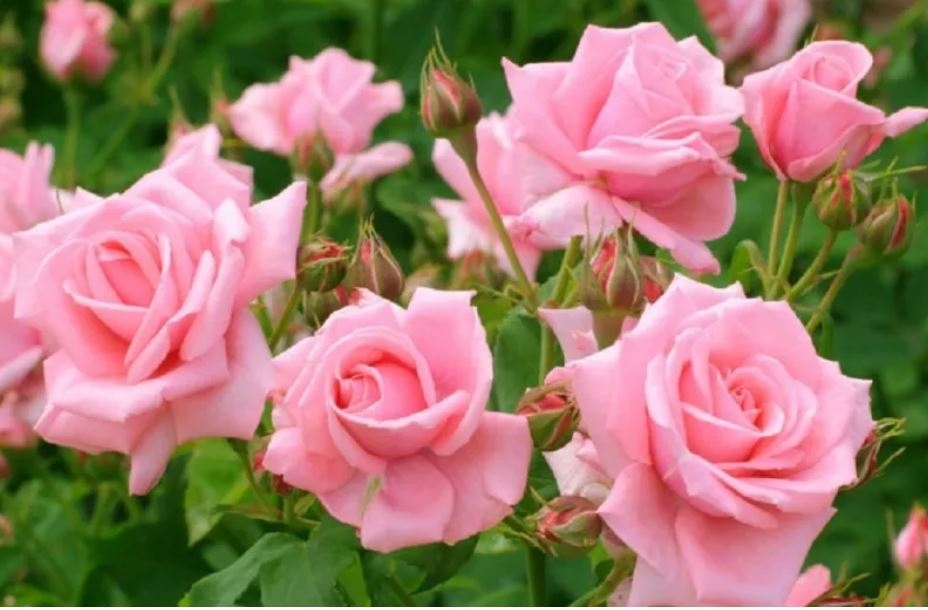 Започнаха ритуалите „розобер“ и „розоварене“ в Казанлък