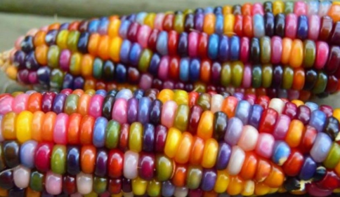 Сортове декоративна царевица