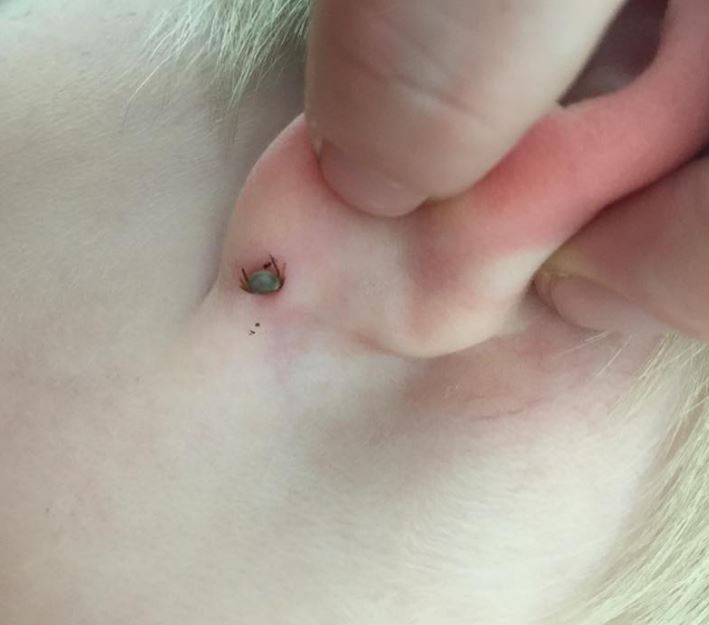 Видове кърлежи и как да действаме при ухапване от тях (ВИДЕО)