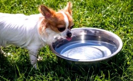 Признаци на дехидратация на кученцето