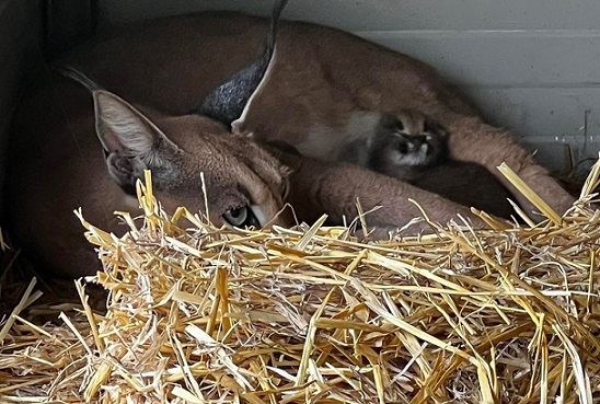 Единственото семейство каракали в България вече си имат бебета