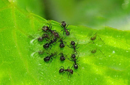 Сол и листа от бъз прогонват мравките