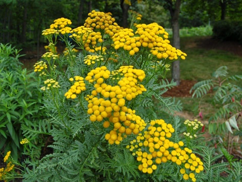 Вратига прогонва колорадския бръмбар