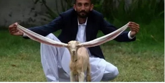 Роди се яре с половинметрови уши (ВИДЕО)