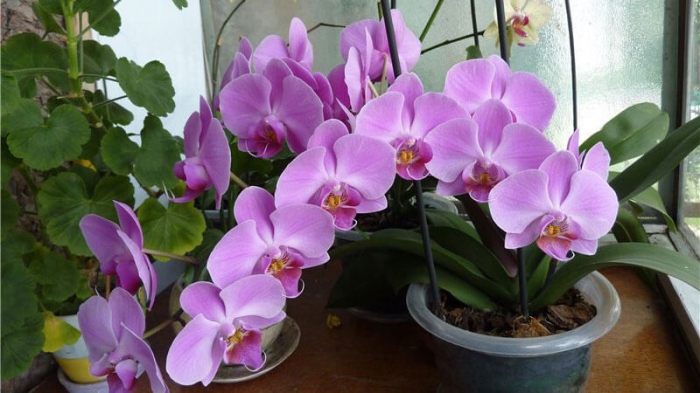 Как да присадим орхидеята в домашни условия