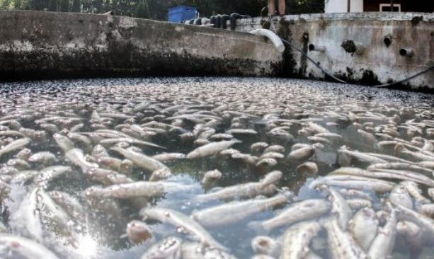 Извозват над 40 тона умряла риба от рибарниците в Своге