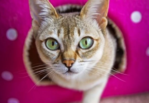 Коя е най-голямата порода и най- малката порода котки?