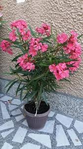 Цветя – убийци у дома. Кои са те?