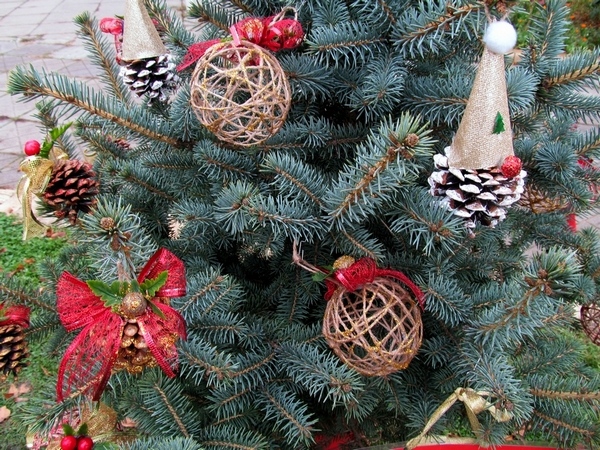 <strong>Легенда за коледната елха</strong>