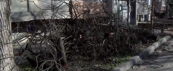 60-годишно дърво падна и рани ученички в Пловдив