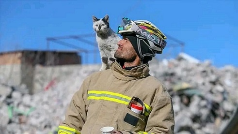 Оцеляла котка от земетресението плътно до спасителя си
