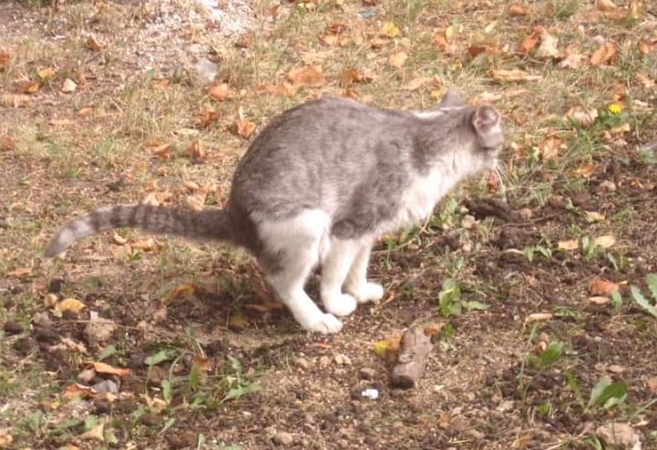 4 причини защо изпражненията на котката миришат толкова лошо