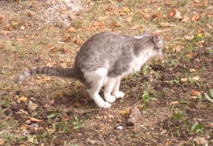 4 причини защо изпражненията на котката миришат толкова лошо