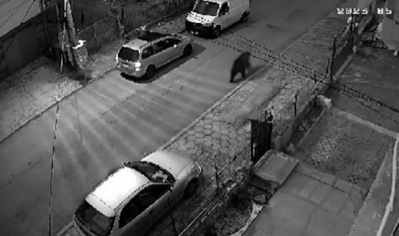 Мечка по улиците на Владая (ВИДЕО)